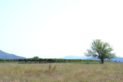 Scenic view of field against clear sky