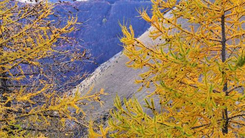 Close-up of yellow leaf on land