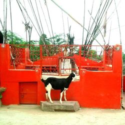 Full length of a woman