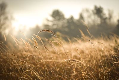 Close-up of stalks in field against sky