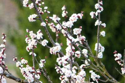 Close-up of white cherry blossom