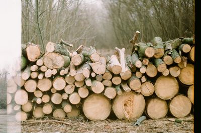 Stack of logs in forest