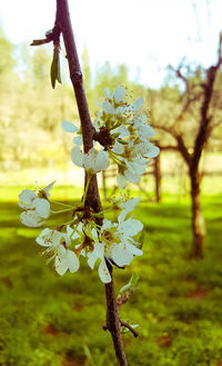 Close-up of flower tree against sky