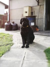 Dog in pen