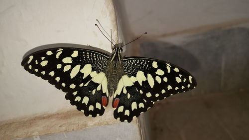 Close-up of butterfly on wall