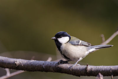 Close-up of bird perching on branch