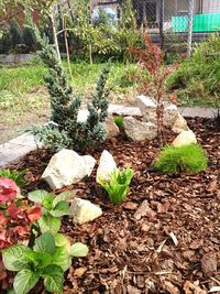 Close-up of plants