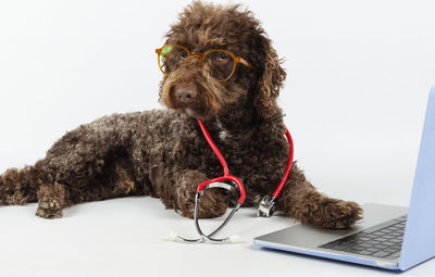 Close-up of dog on white background