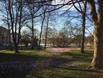 View of purple flowering plants in park