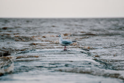 Seagull perching on rock