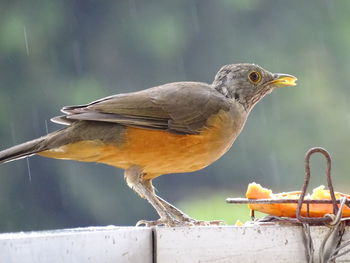 Close-up of bird perching on railing