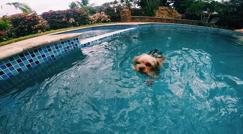 Dog in water