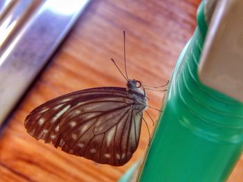 Close-up of butterfly on plastic container