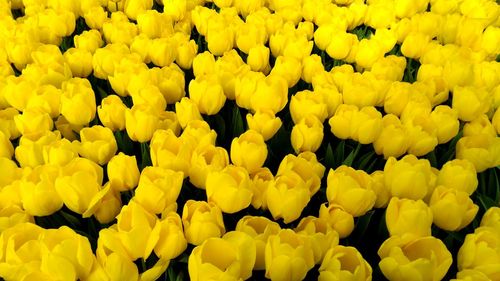 Full frame shot of yellow tulips blooming outdoors