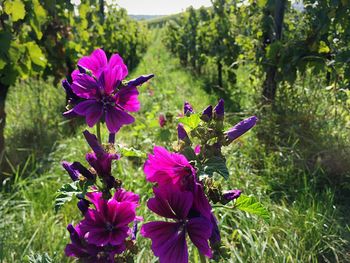 Close-up of purple flowers blooming outdoors