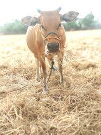 Portrait of cow on field