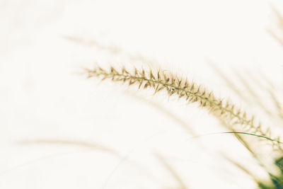 Close-up of white flowers against blurred background