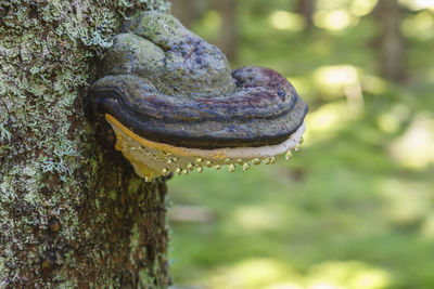 Close-up of mushroom growing on tree trunk