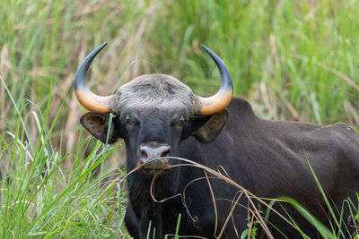 A wild gaur hiding in the tall grasses in the jungle.