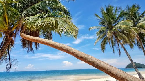 Palm tree by sea against sky