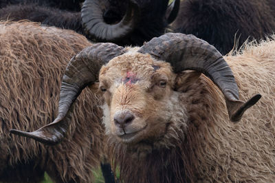 Close-up of sheep in a field