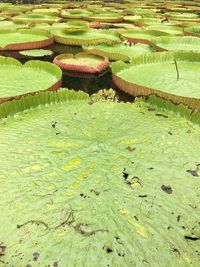 High angle view of large green leaves floating on water in pond