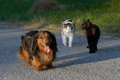 Portrait of two dogs on road