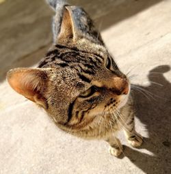 Close-up of tiger