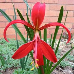 Close-up of red flower