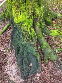 High angle view of tree trunk in forest