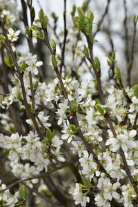 Close-up of white flowering plant