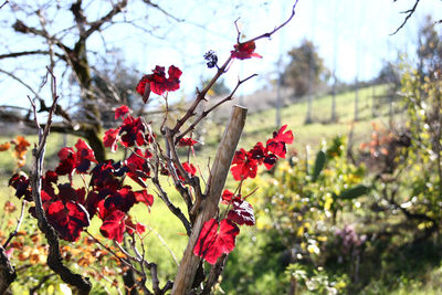 Close-up of red flower growing on tree against sky