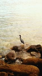 High angle view of gray heron perching on water