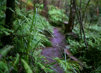 Close-up of fresh green plants in forest