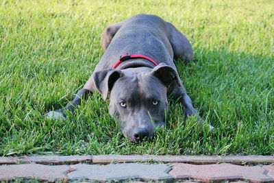 Close-up portrait of puppy on grass