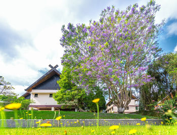 Flowering plants and trees on field by building against sky