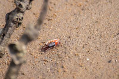 High angle view of crab on sand