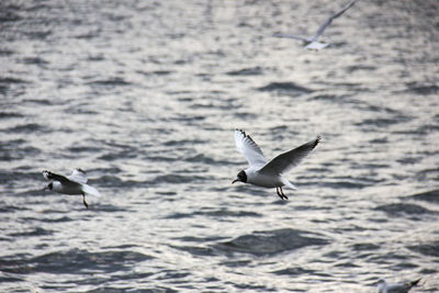 Seagull flying over sea