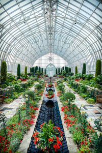 Plants in greenhouse