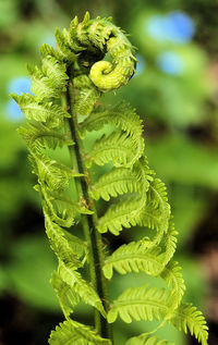 Close-up of fern