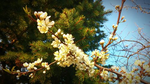 Low angle view of flowers blooming on tree