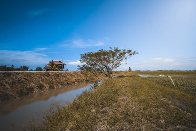 Scenic view of agricultural field against sky