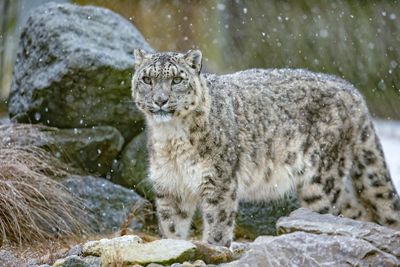 Snow leopard in snow