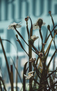Close-up of wilted plant
