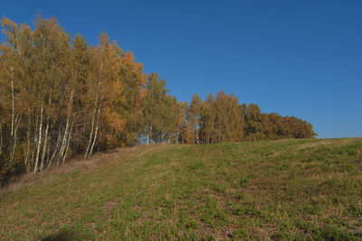 Trees on field against clear blue sky