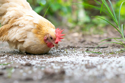 Close-up of a bird on field