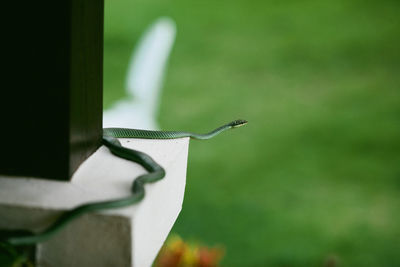 Close-up of snake on column