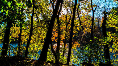 Low angle view of trees against sky