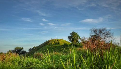 Plants growing on landscape against sky