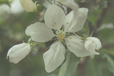 Close-up of white flower